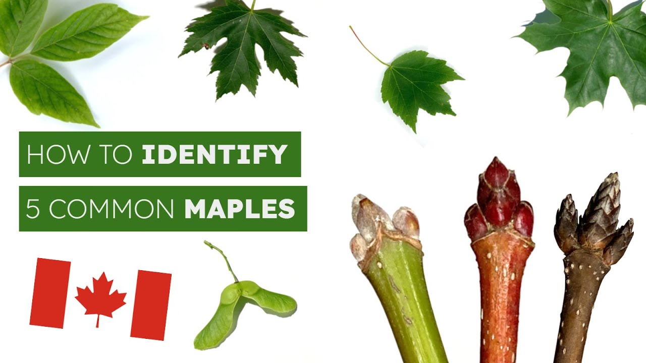 How To Identify 5 Common Maples