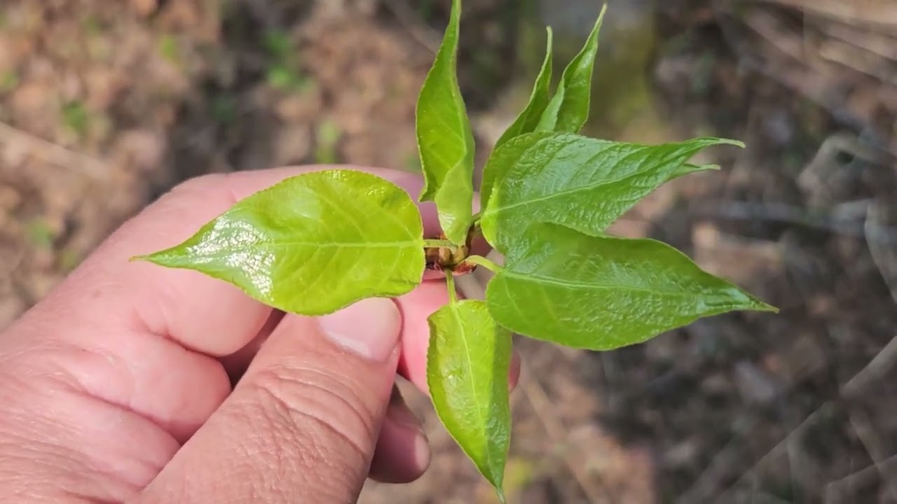 ID that Tree: Balsam Poplar