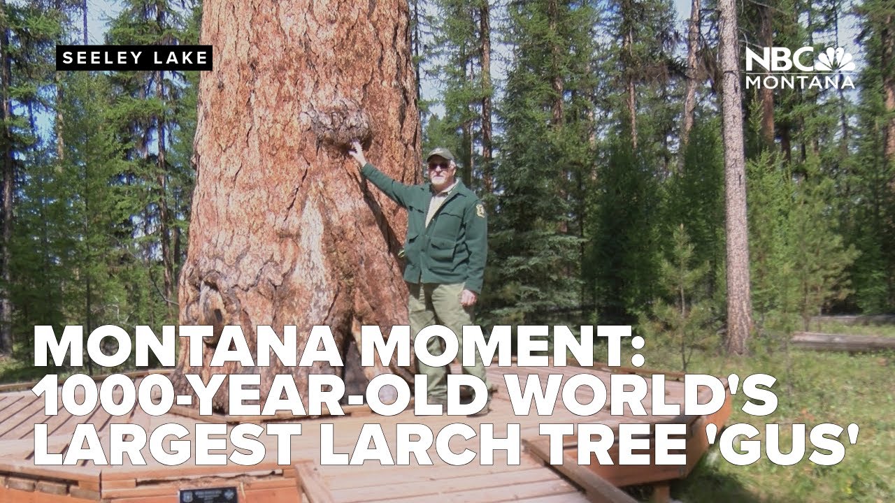 Montana Moment: Seeley Lake's 1,000-year-old Gus is world's largest Western Larch tree