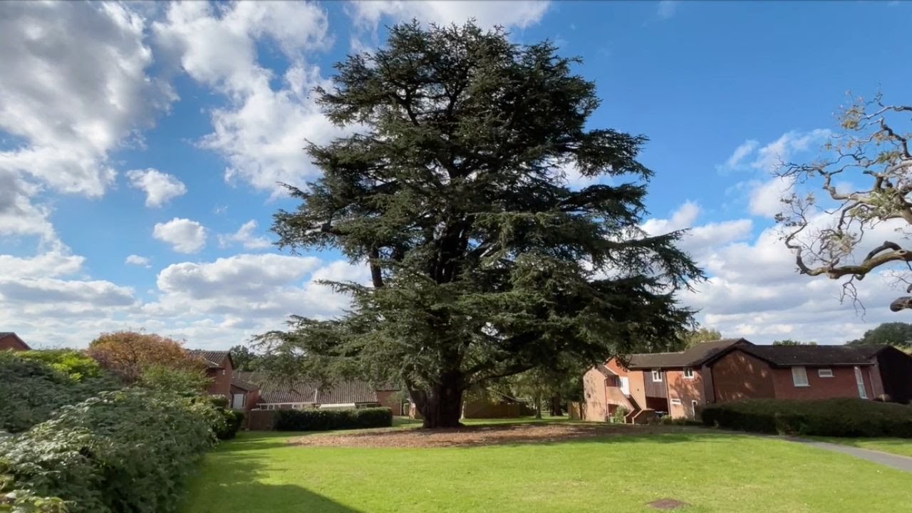 How we look after a Cedar of Lebanon