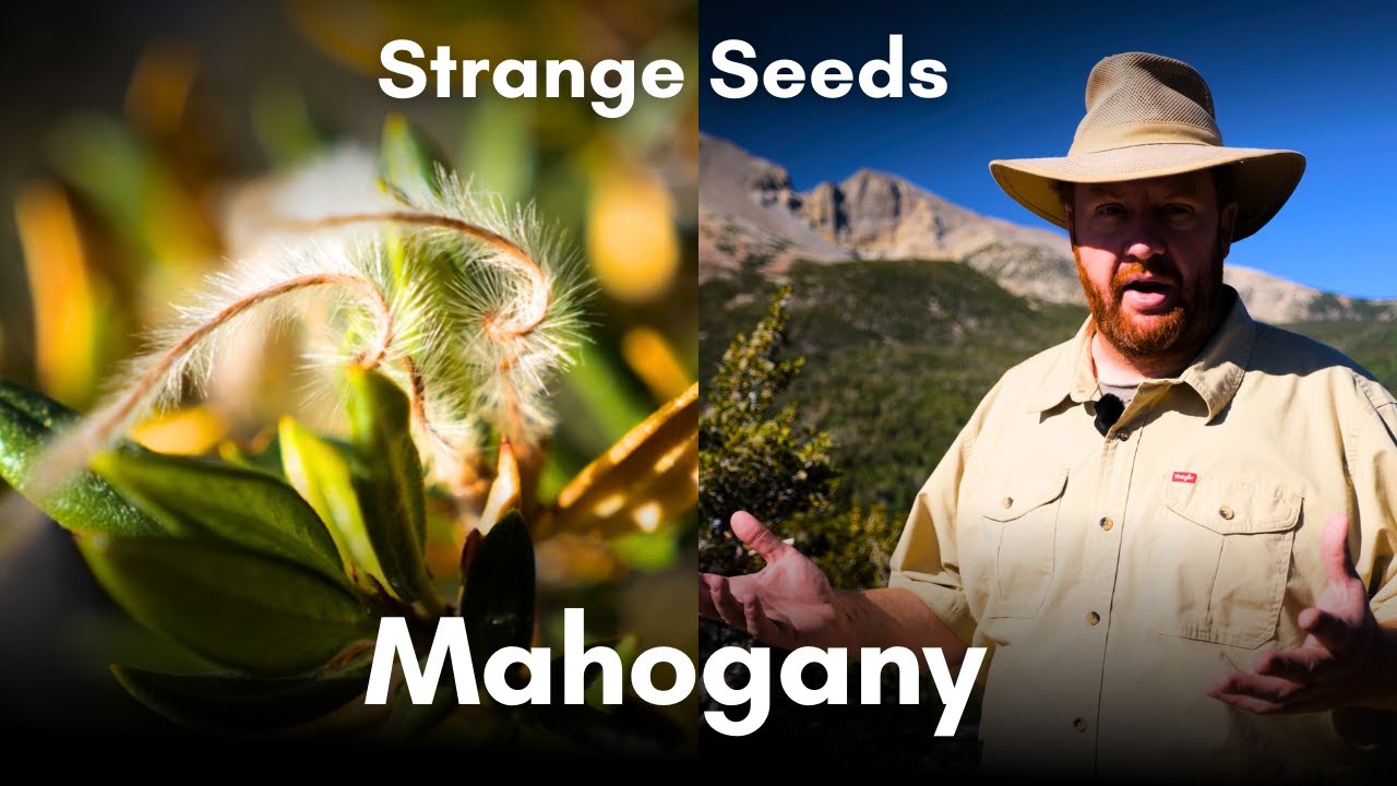 What does this tree do in a drought? - Looking at Mountain Mahogany in Great Basin National Park