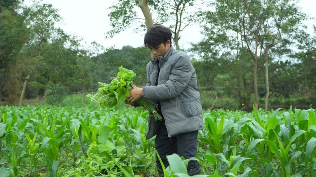 High income from selling pumpkins | Pao and Ha cut bamboo to make trellises for beans and tomatoes