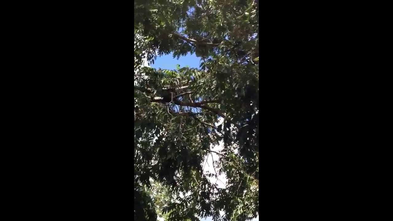 Exotic Wood - Spanish Cedar