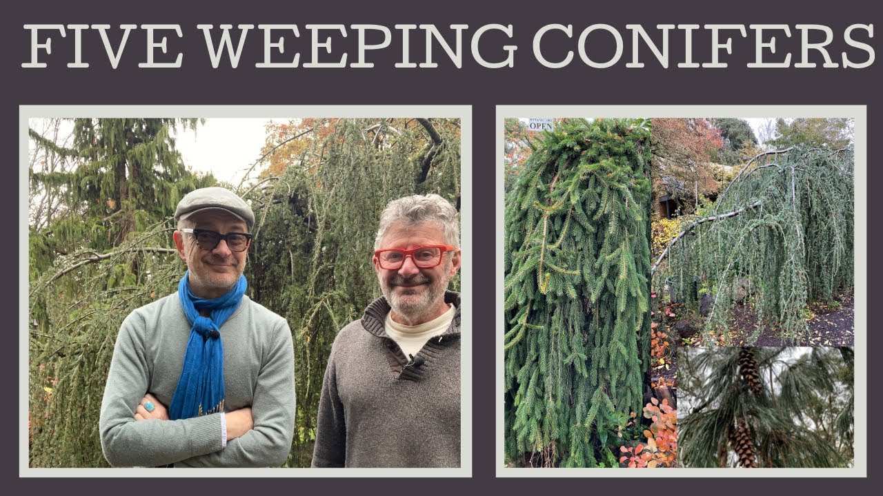 Five fabulous weeping conifers: how to grow then and where to use them!