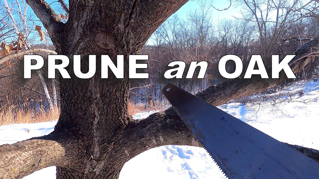 How-to Prune an Oak Tree [Scarlet Oak]