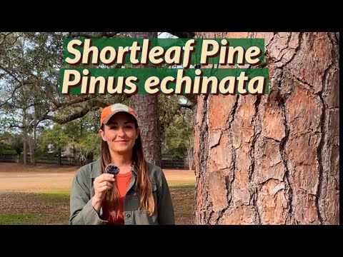 Meet the Shortleaf Pine 🌿
