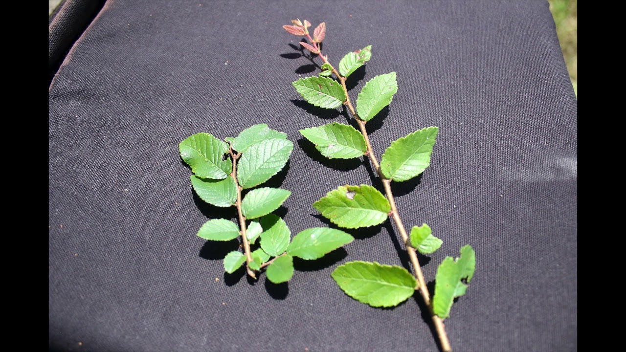 Cedar Elm