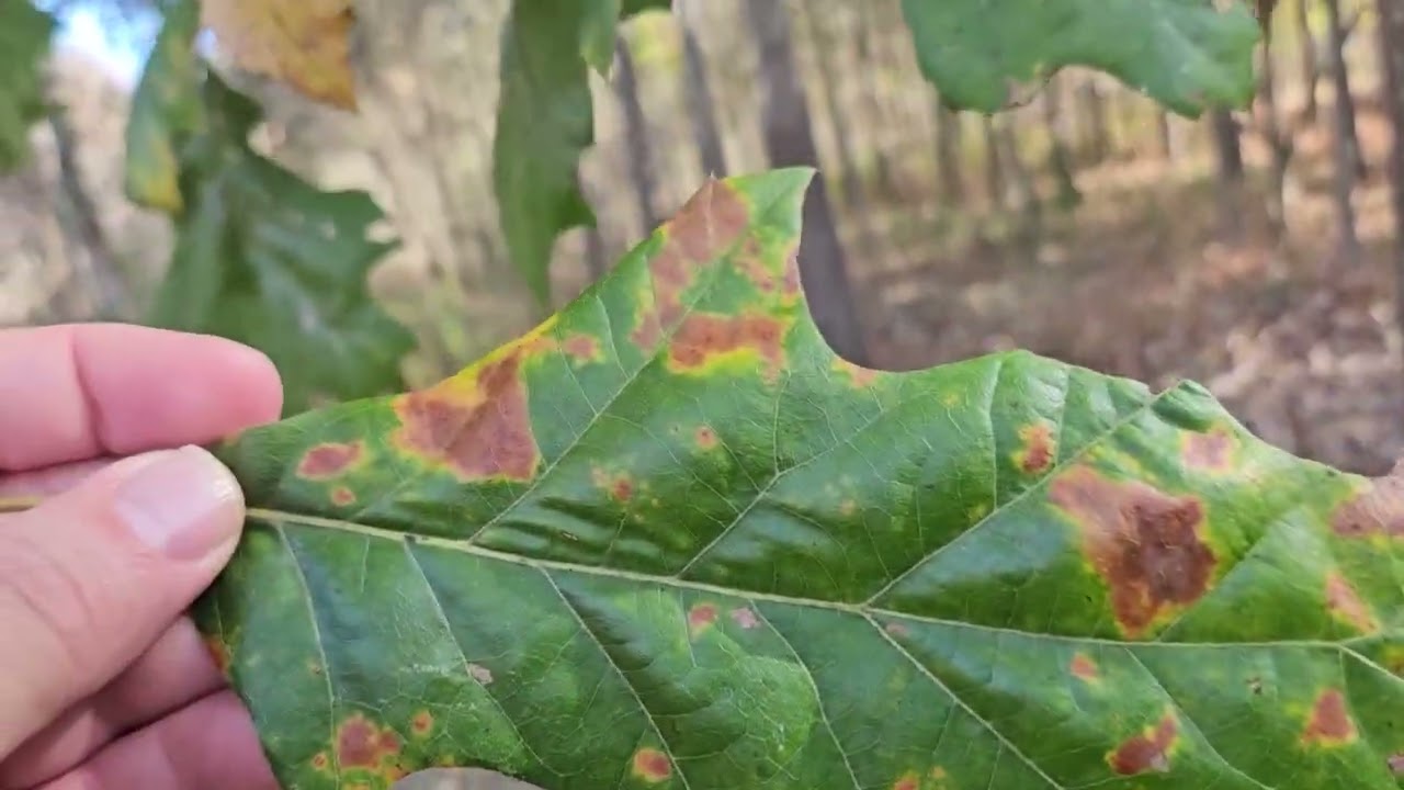 ID That Tree: Cherrybark Oak