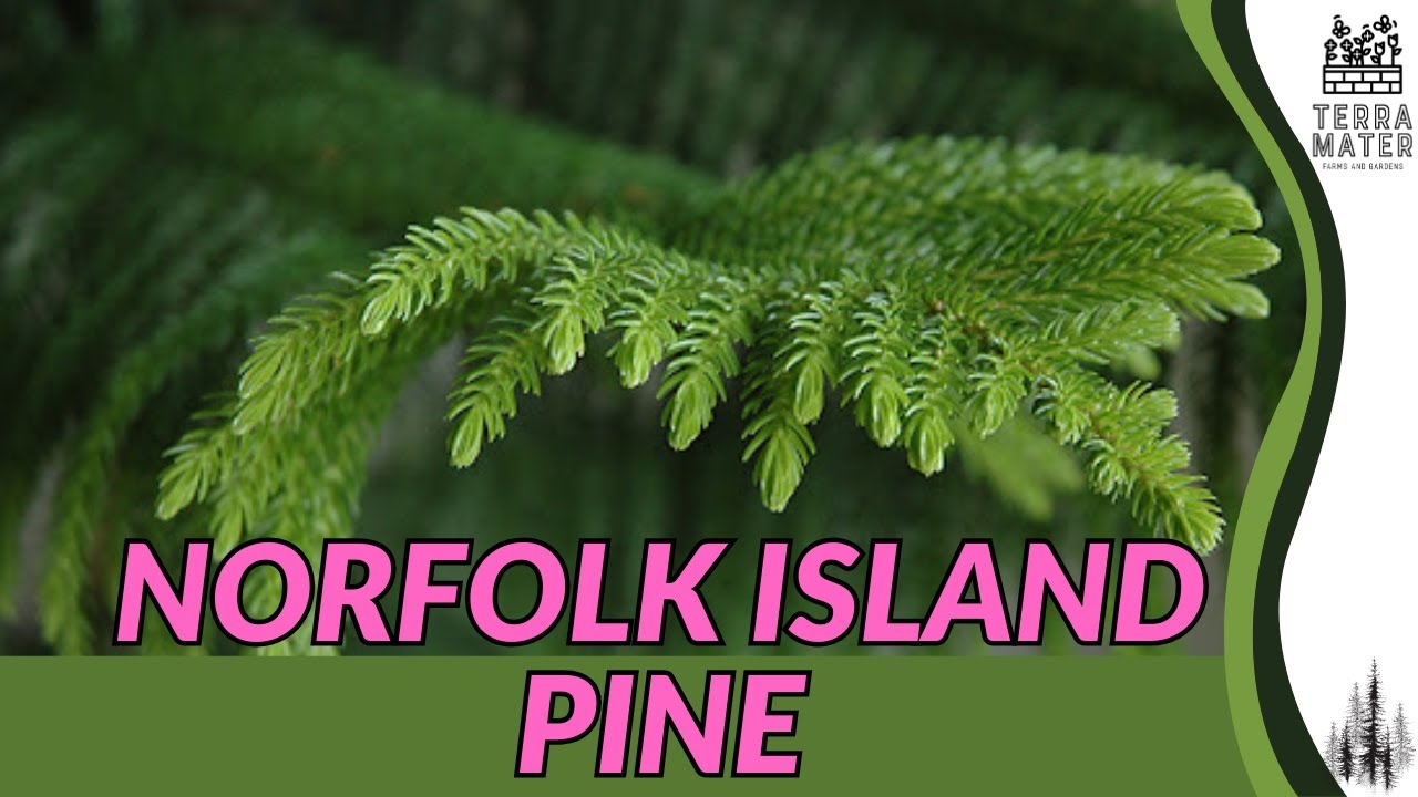 NORFOLK ISLAND PINE Revealed: Description and More! (Araucaria heterophylla)