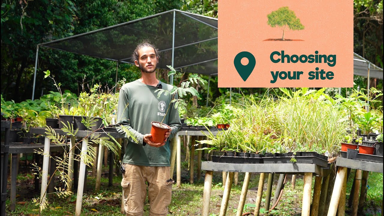 How to Grow Koaiʻa