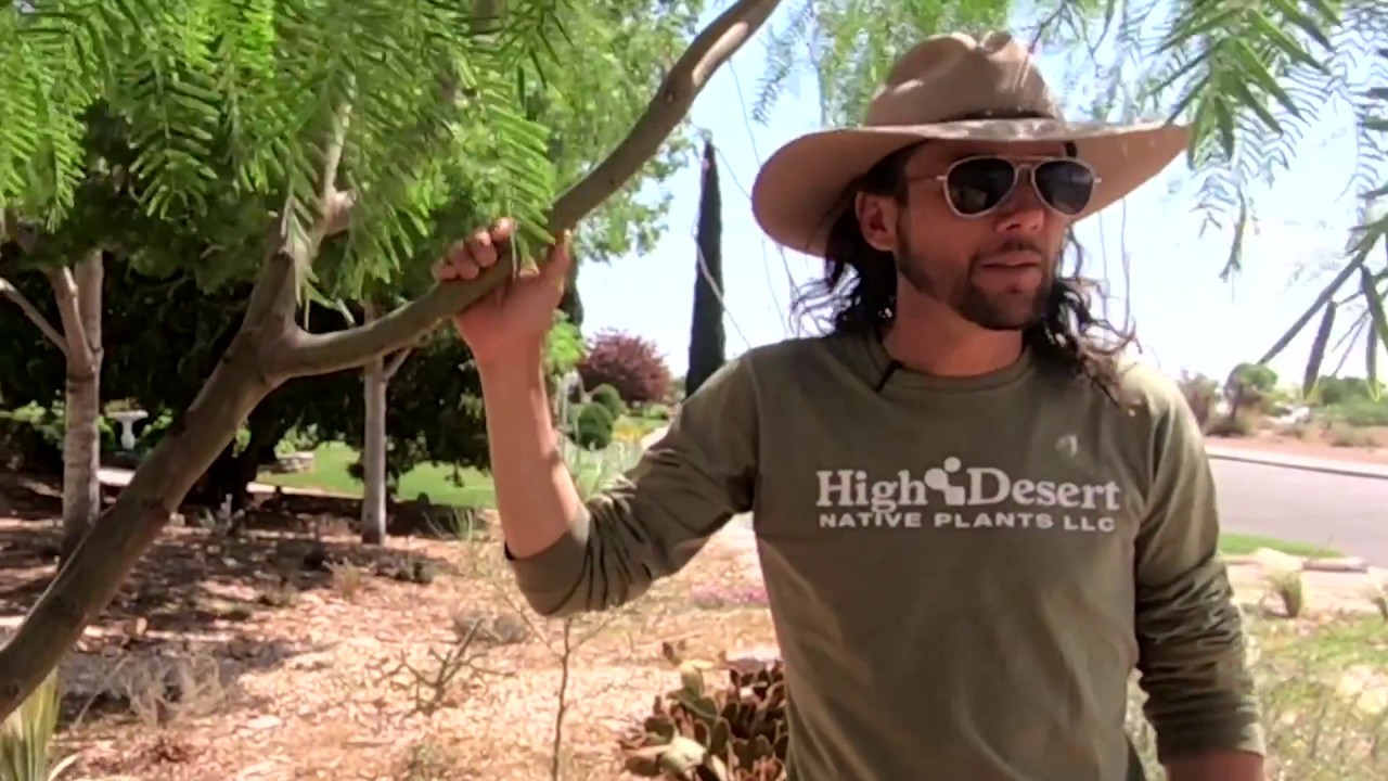 All About the Texas Honey Mesquite (Prosopis glandulosa)