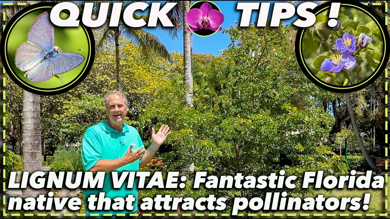 GROW A LEGEND: Florida's Low Maintenance, Highly Resilient Tree!