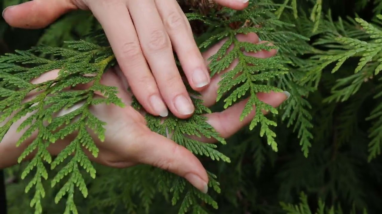 Plant ID: western redcedar (Thuja plicata)