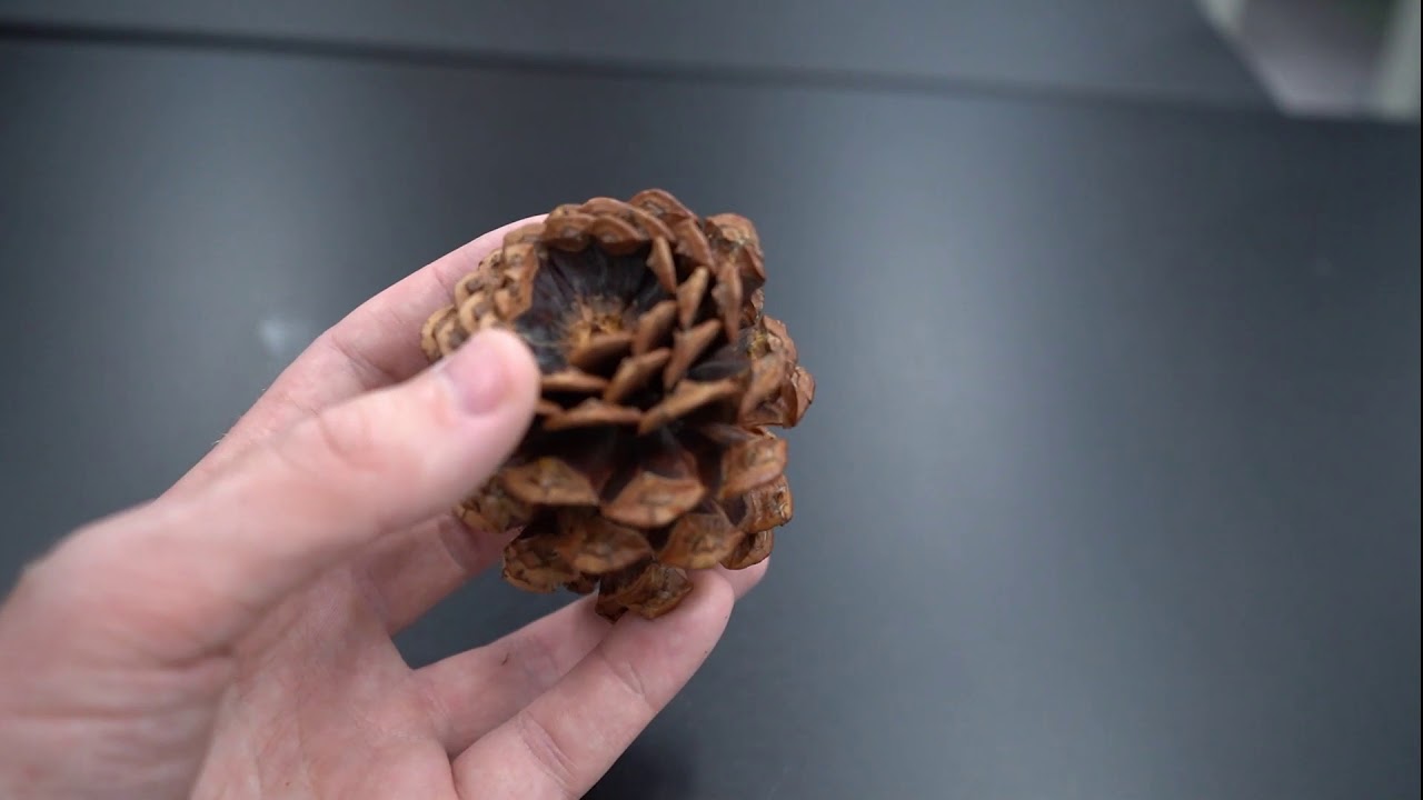 Pinus ponderosa (ponderosa pine)
