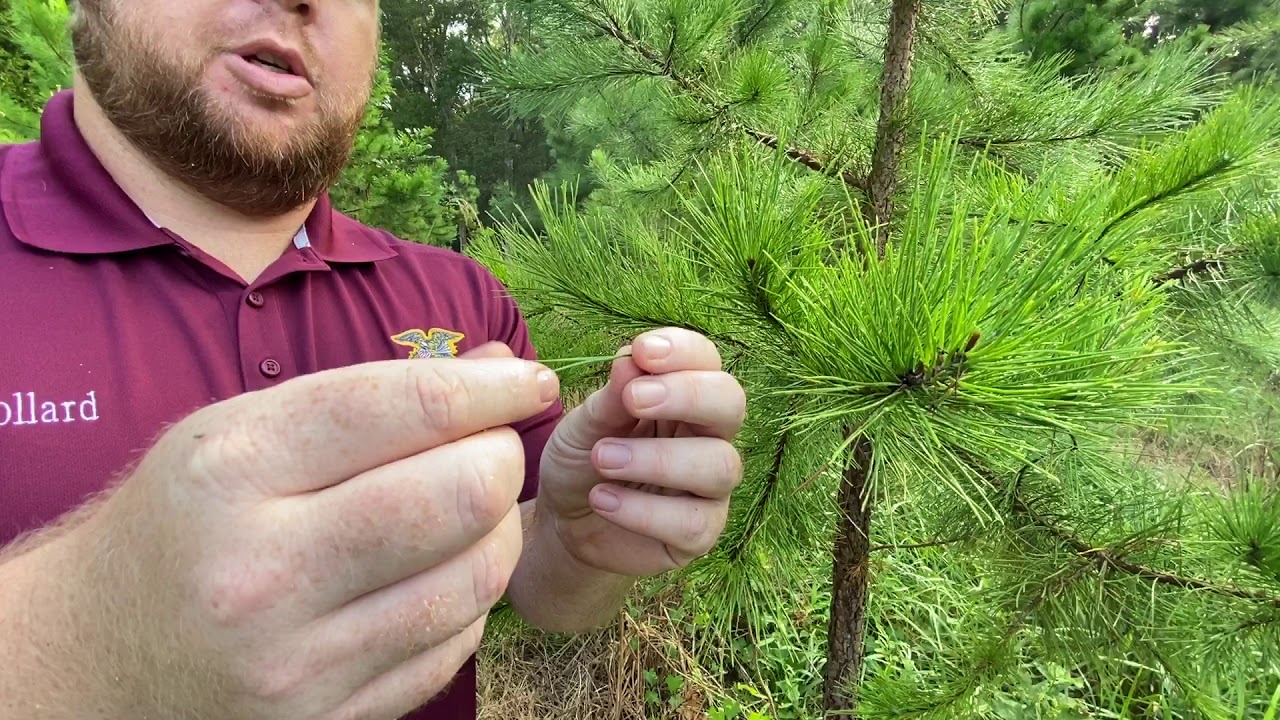 Shortleaf Pine (Pinus echinata) Identification