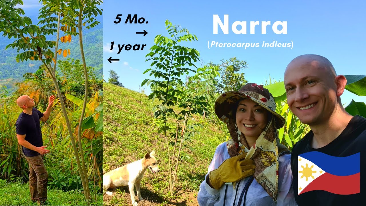 🇵🇭 Narra: Farm's Fastest Growing Philippine Native Tree in Our First Year