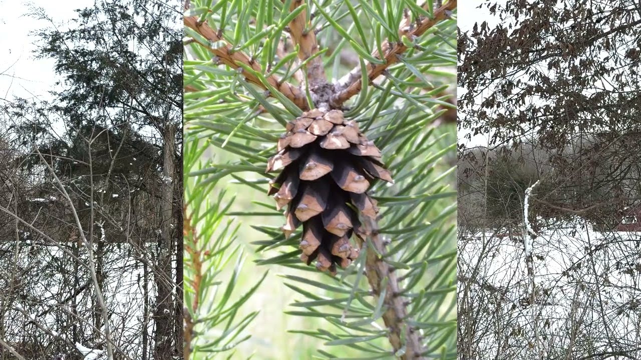 Scotch Pine: Tree ID Clips
