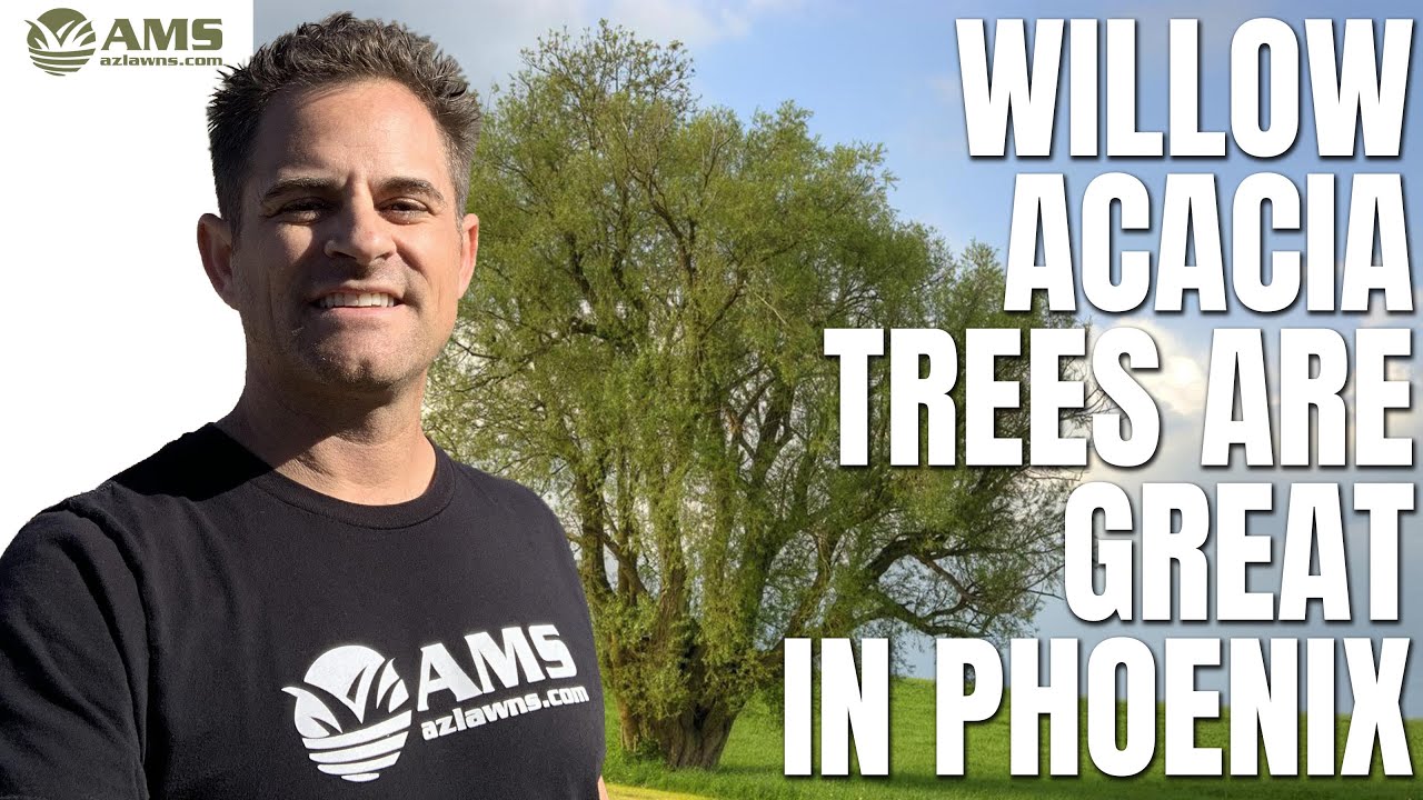 Why Willow Acacia Trees Are Great In Phoenix Climate