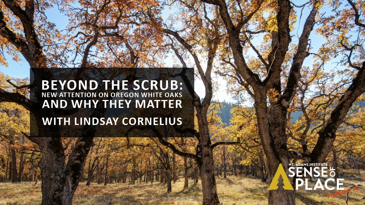 Sense of Place: Beyond the Scrub: New Attention on Oregon White Oak﻿s and Why They Matter