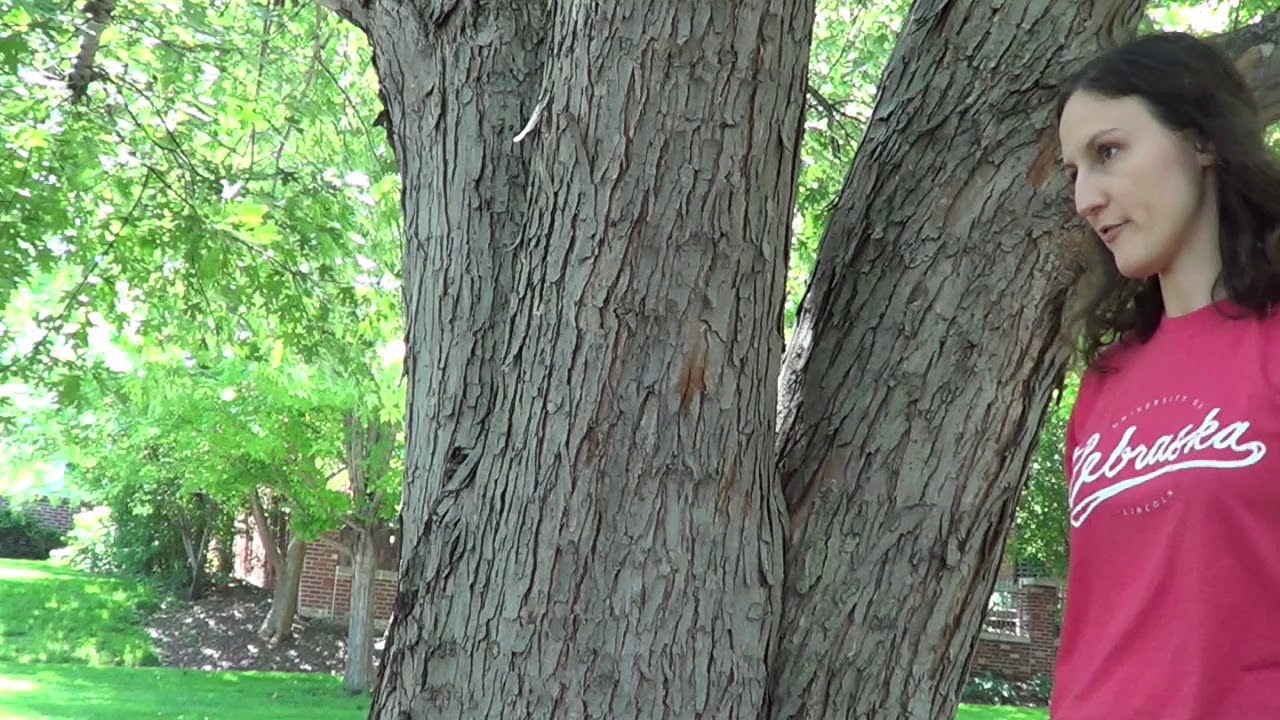 Tree identification: silver maple
