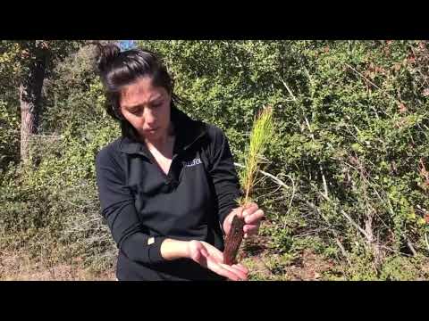 How to plant a Loblolly Pine  Sapling