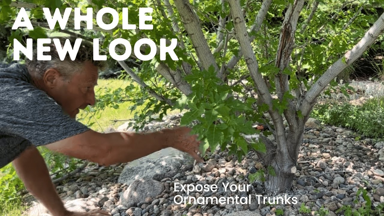 Flame Amur Maple - Pruning For Ornamental Trunk Effect