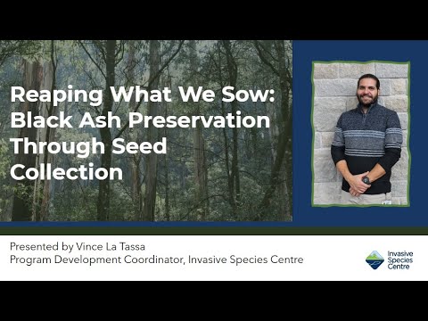 Reaping What We Sow: Black Ash Preservation Through Seed Collection