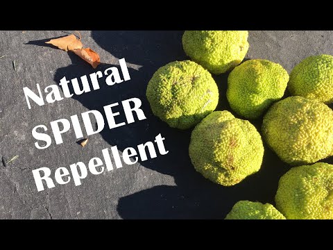 This natural SPIDER repellent works!
