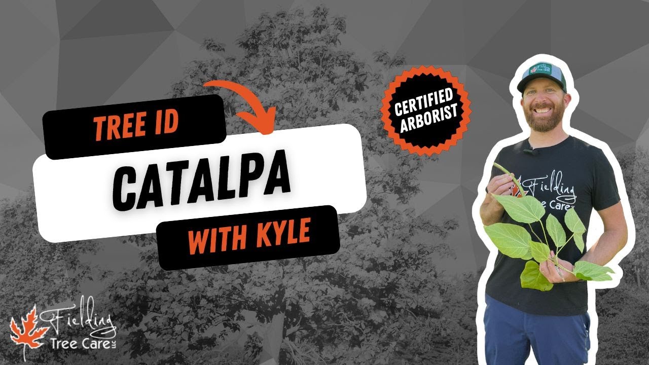 Catalpa Tree Identification - Key Features & How to Spot the Cigar Tree