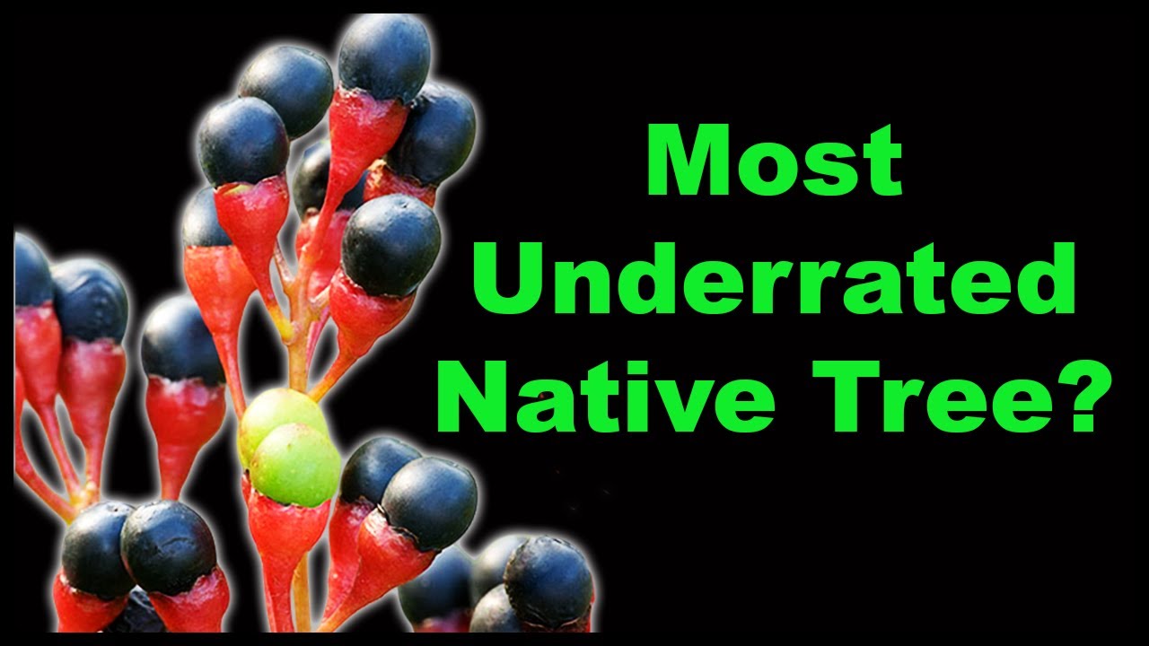 Sassafras Facts That Will Surprise You!