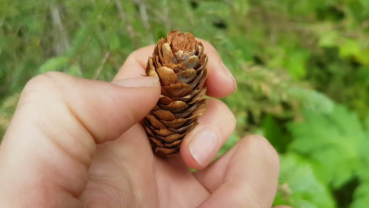 Engelmann spruce (Picea engelmannii)