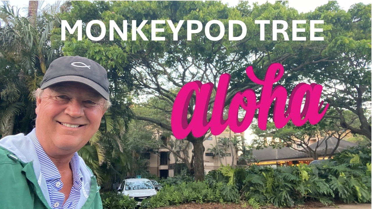 MONKEYPOD TREE, Kauai, Hawaii