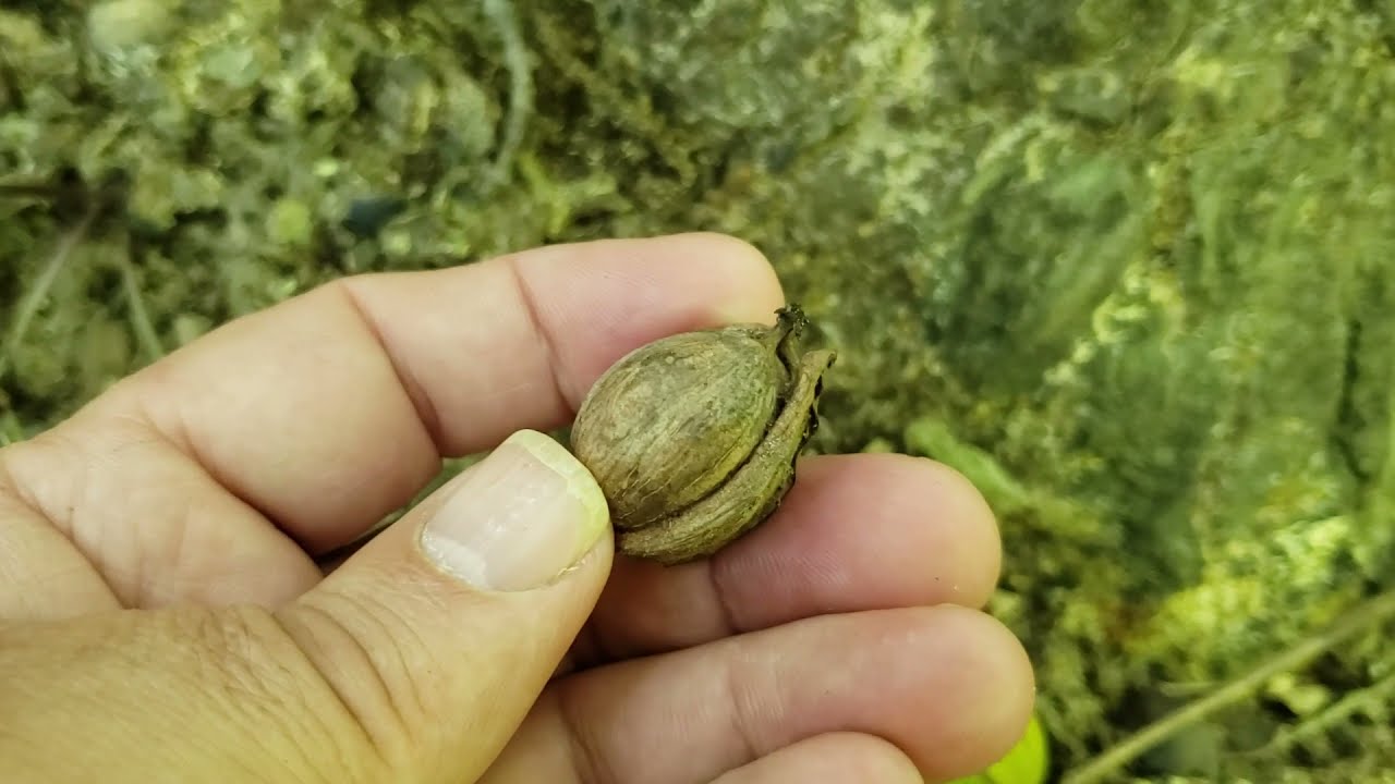 ID That Tree: Red Hickory