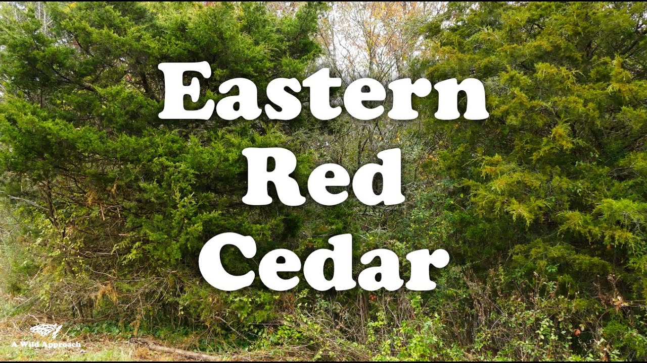 Eastern Red Cedar [ Juniperus virginiana ] // Native Plant Profile