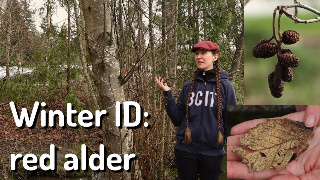 Plant ID: red alder in winter