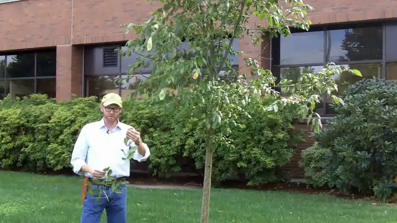 Oregon ash (Fraxinus latifolia) - Plant Identification