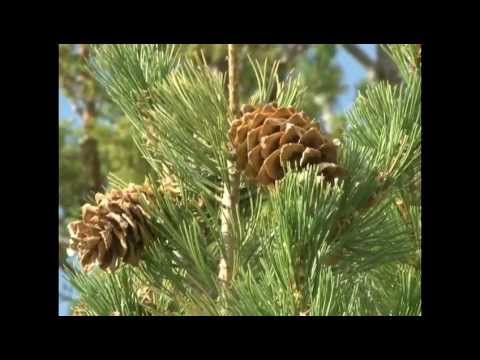 Limber Pine