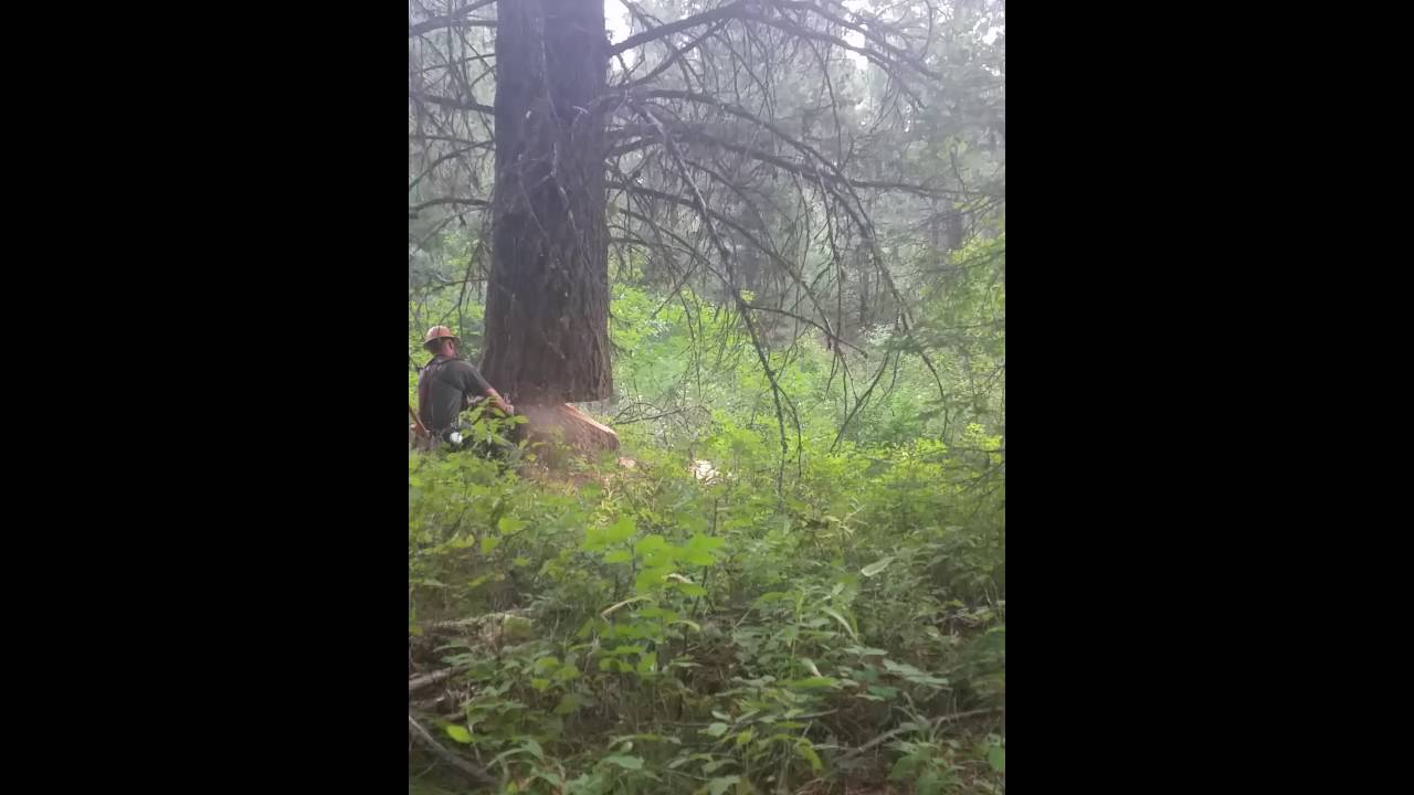 Red fir