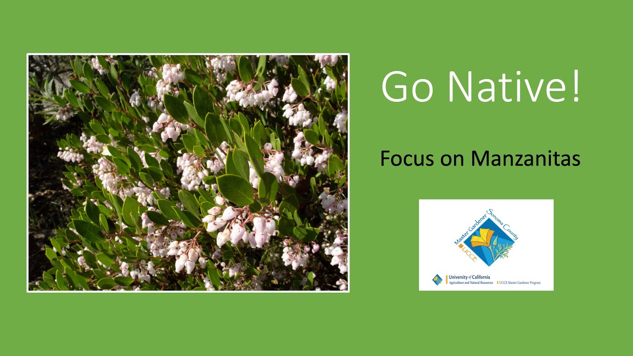 California Native Plants:   Focus on Manzanitas