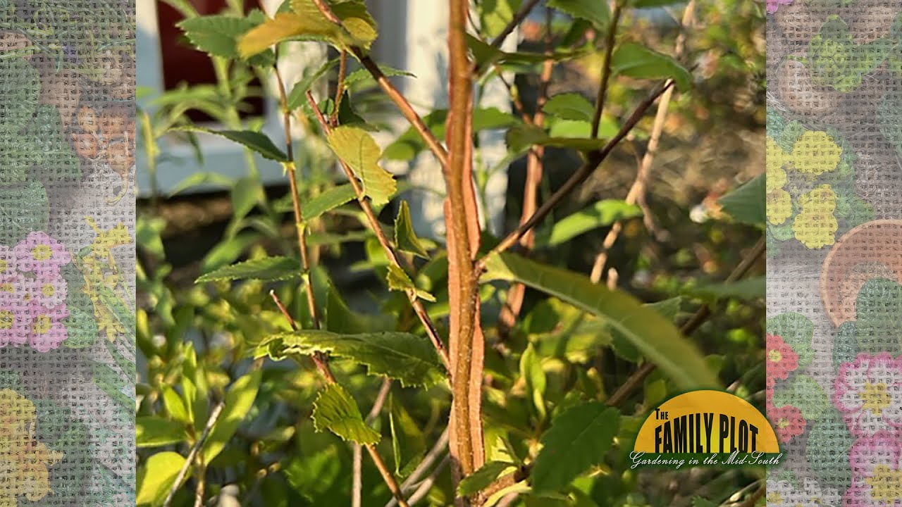 What is this plant and why does it have flat extensions from the stem?  A: Winged Elm