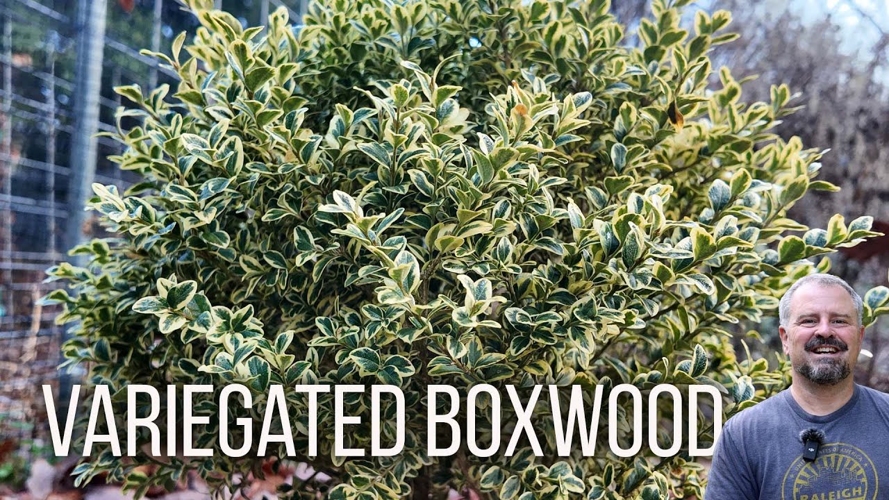 Variegated Boxwood - Buxus sempervirens 'Aureovariegata'