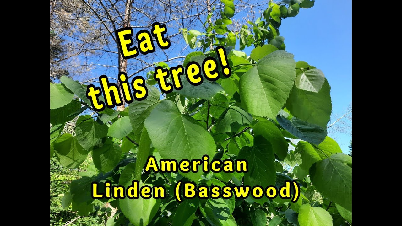 Edible Linden (Basswood) Tree: and Nutritious too!
