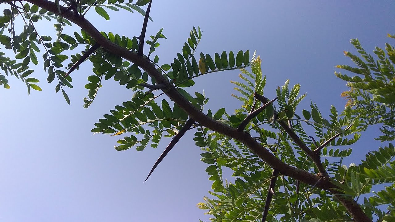 Honey Locust and Black Locust thorns and foliage