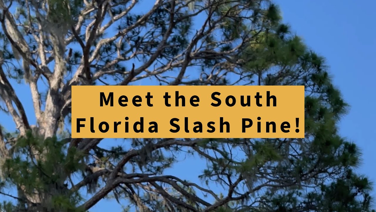 Meet the South Florida Slash Pine! 🌿 Florida’s NEWEST PINE SPECIES