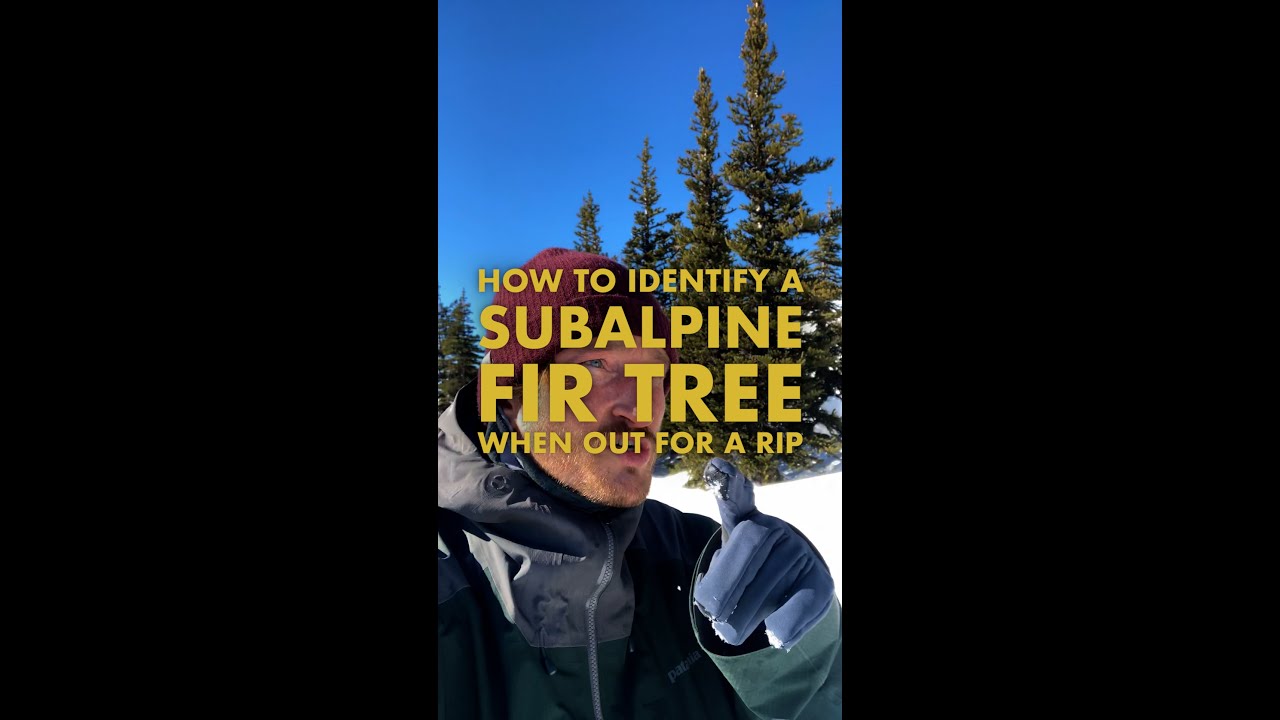 How to ID a Subalpine Fir when out for a rip!