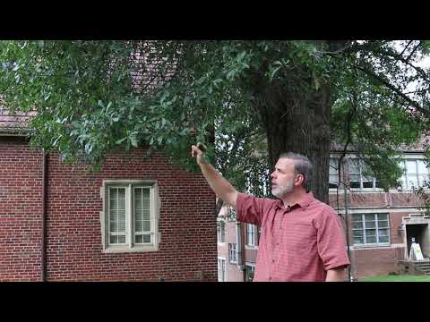 Water oak (Quercus nigra) - Plant Identification