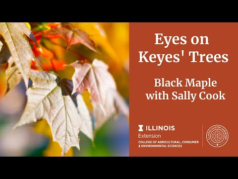 Black Maple Tree