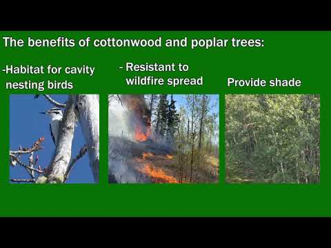 All About Cottonwood and Balsam Poplar Trees