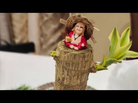 How to care brazilian wood plant.Buy brazilian wood plant at very reasonable price .#brazilianwood