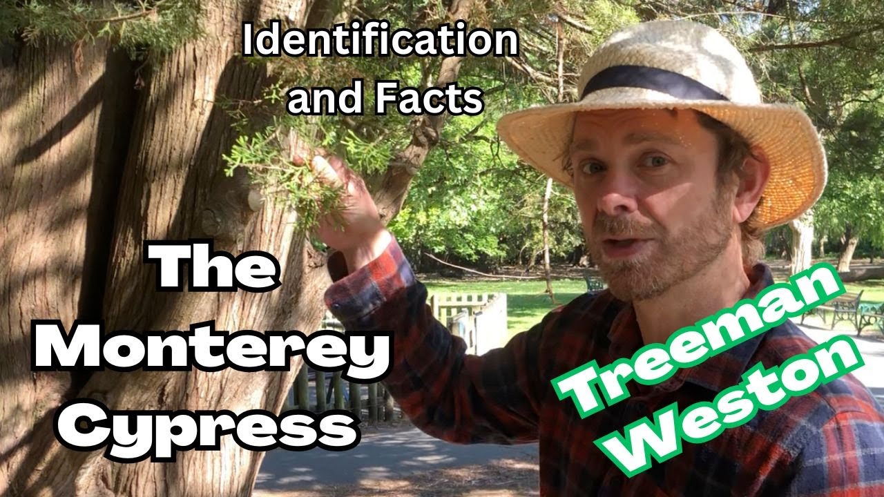 Monterey Cypress (Hesperocyparis macrocarpa) Identification and Facts